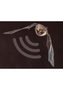 DÉTECTEUR D'ULTRASONS ET DE CHAUVE-SOURIS - WSAK8118